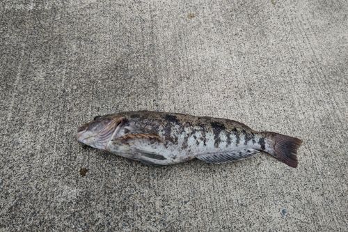アイナメの釣果