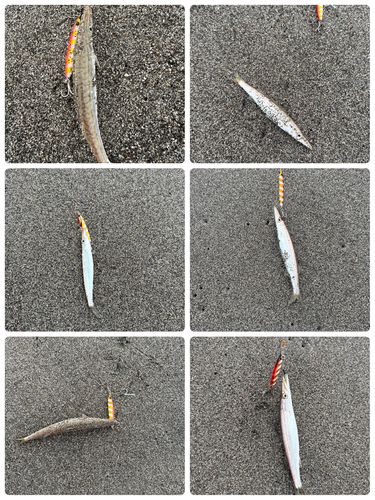 カマスの釣果