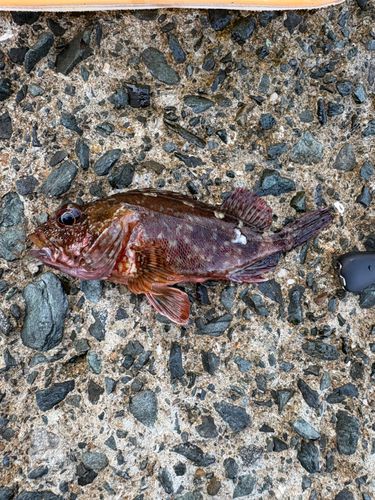 アラカブの釣果