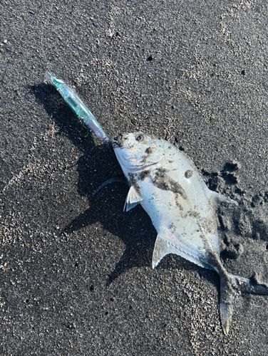 メッキの釣果