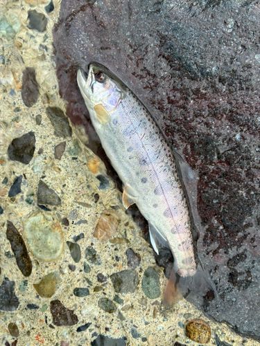 ヤマメの釣果