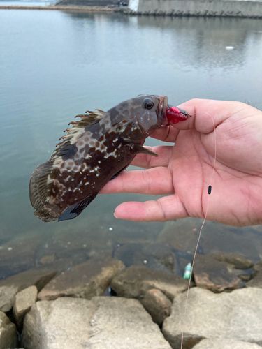 アコウの釣果