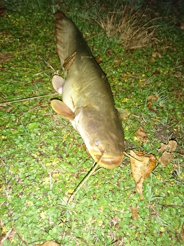 ナマズの釣果