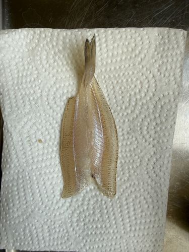 キスの釣果