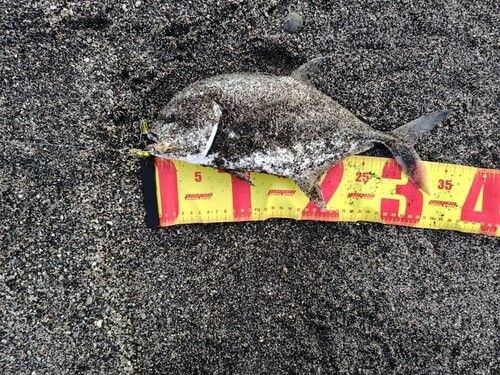 メッキの釣果
