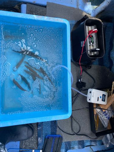 アコウの釣果