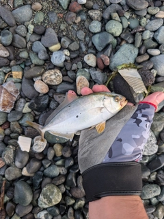 ショゴの釣果