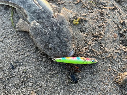 マゴチの釣果