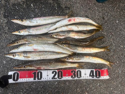 アカカマスの釣果