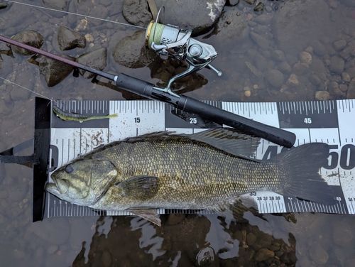 スモールマウスバスの釣果