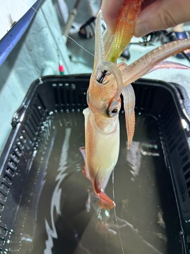 ヤリイカの釣果