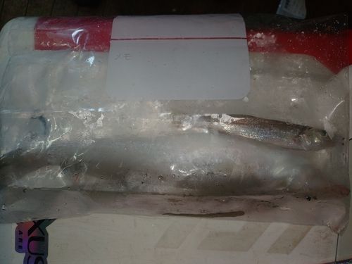キスの釣果