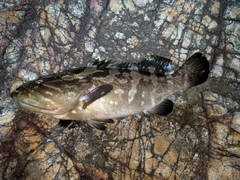 クエの釣果