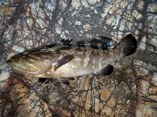 クエの釣果