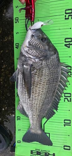 チヌの釣果