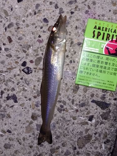 シロギスの釣果