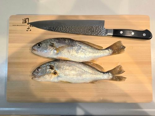 イシモチの釣果