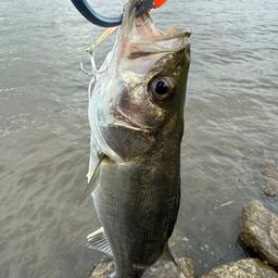 旧江戸川の釣果・釣り場情報【2026年最新】 - アングラーズ | 釣果600