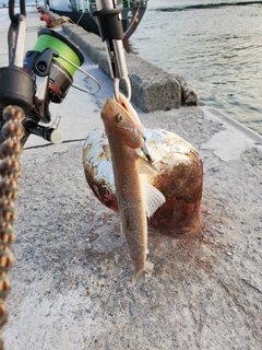 エソの釣果