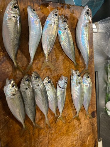 アジの釣果