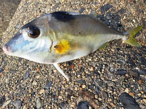 キスの釣果