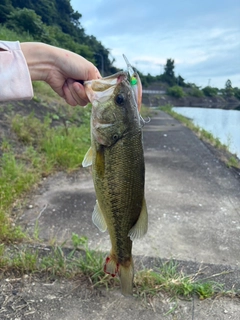 ラージマウスバスの釣果