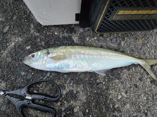 マルアジの釣果