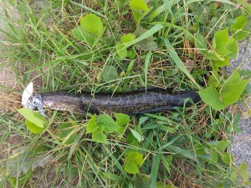 ライギョの釣果