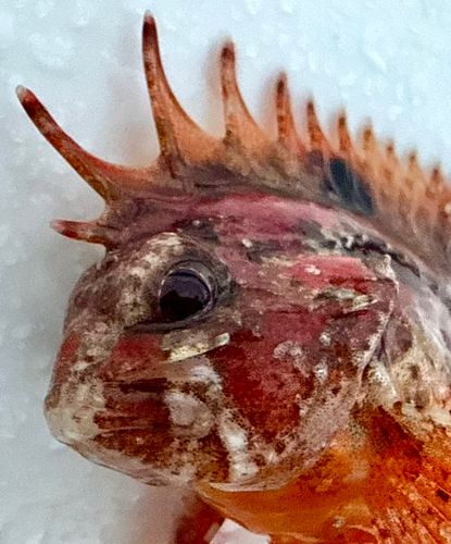 ハオコゼの釣果