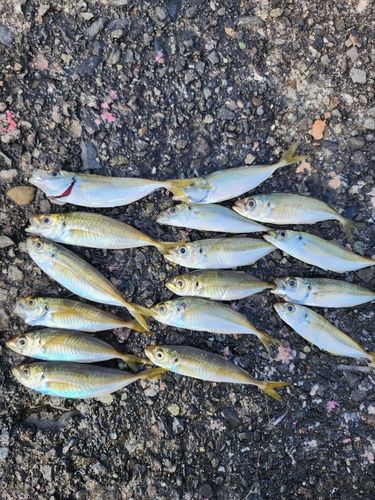 アジの釣果