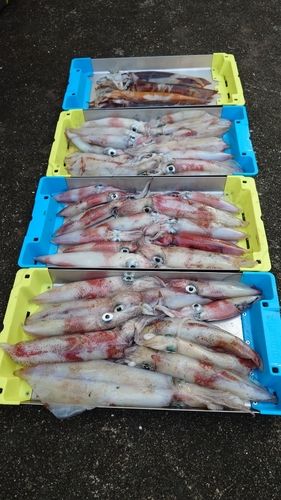 シロイカの釣果