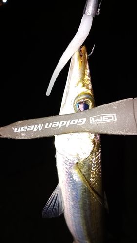 カマスの釣果
