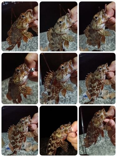 ガシラの釣果
