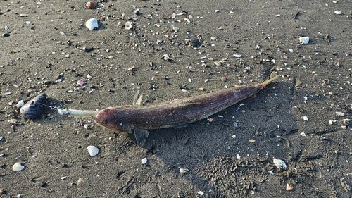 エソの釣果