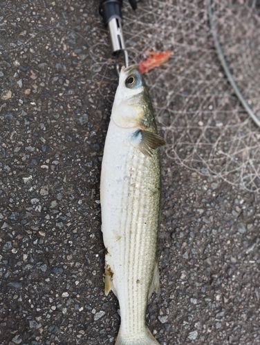 ボラの釣果