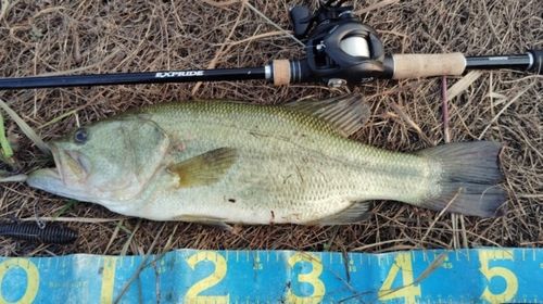 ブラックバスの釣果