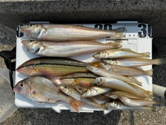 キスの釣果