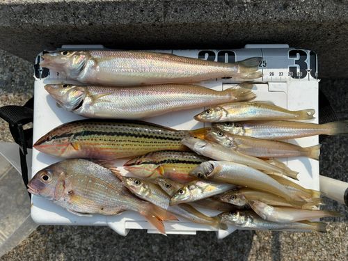 キスの釣果
