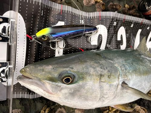 メジロの釣果