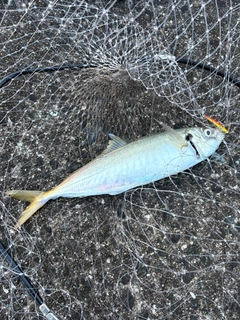 マルアジの釣果