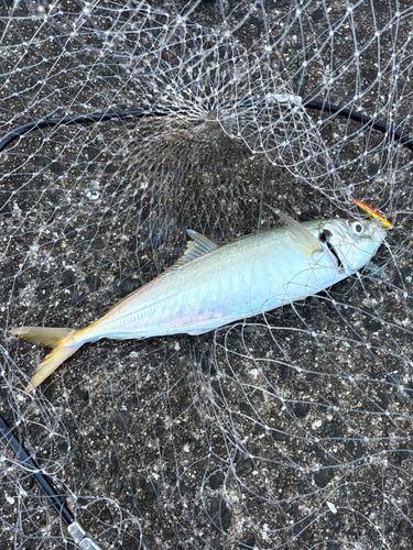 マルアジの釣果