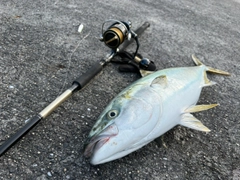 ブリの釣果