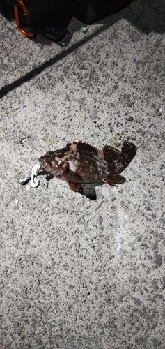 ハチガラの釣果