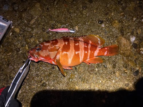 アカハタの釣果