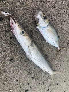 カマスの釣果
