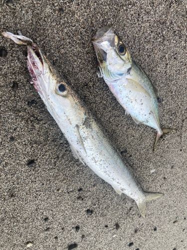 カマスの釣果