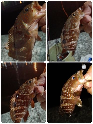 アコウの釣果