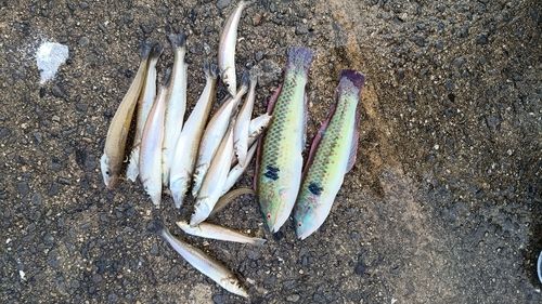 シロギスの釣果