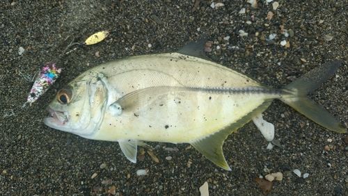 ギンガメアジの釣果