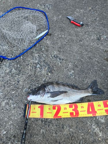 チヌの釣果